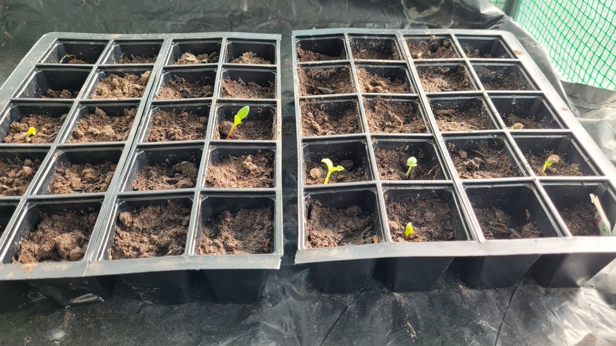 Stefanie Simpson tweet media