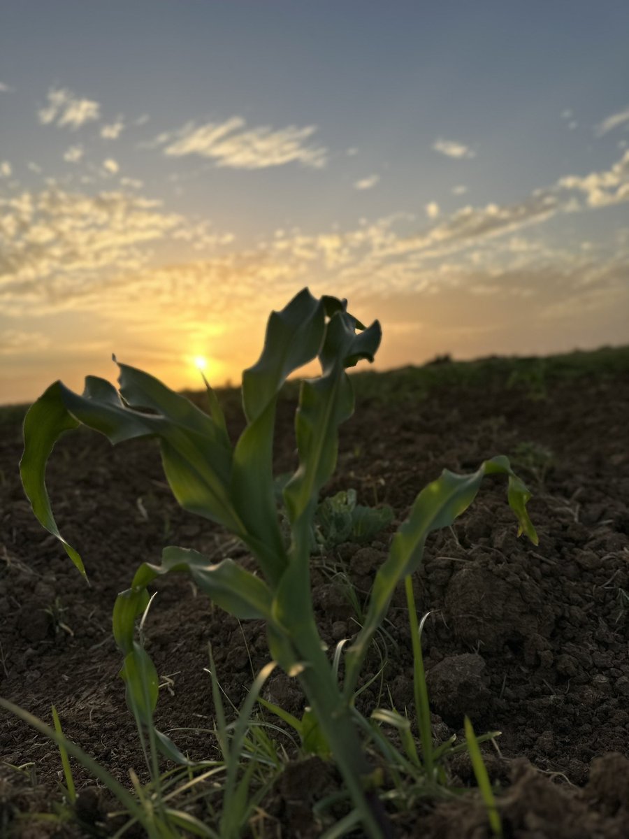 Chers agriculteurs parfois des rencontres avec les industrielles s’imposent pour avoir un cadre d’échange et avoir accès à leurs préoccupations en termes de matière première.
Exemple : Les minoteries ont besoin de maïs 🌽 
#AgroEcologie #Sunumbay #Nexus25
@DyTAES @SPISSENEGAL