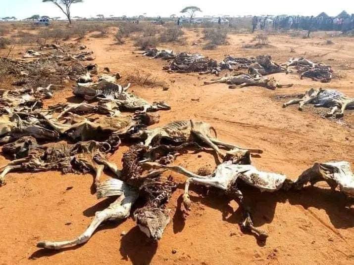 BikilaYadaan's tweet photo. #SaveBorana #SaveOromo #Oromia #OromoVoice @hrw @amnesty @amnestypresse @BBCWorld @AJEnglish @France24_en
@UNEthiopia please save #OromoBorana https://t.co/uch7koFIvR