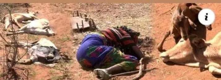 BikilaYadaan's tweet photo. #SaveBorana #SaveOromo #Oromia #OromoVoice @hrw @amnesty @amnestypresse @BBCWorld @AJEnglish @France24_en
@UNEthiopia please save #OromoBorana https://t.co/uch7koFIvR