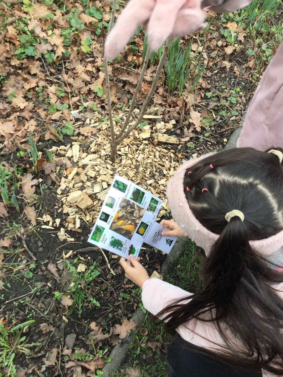 ECS_Keighley's tweet photo. Y1 are investigating different types of plants and trees in science. We noticed that oak trees are deciduous because we found dead oak tree leaves on the ground. #KS1cience #investigating #experientiallearning #identifyingandclassifying #observation https://t.co/MgHxEkq9bC