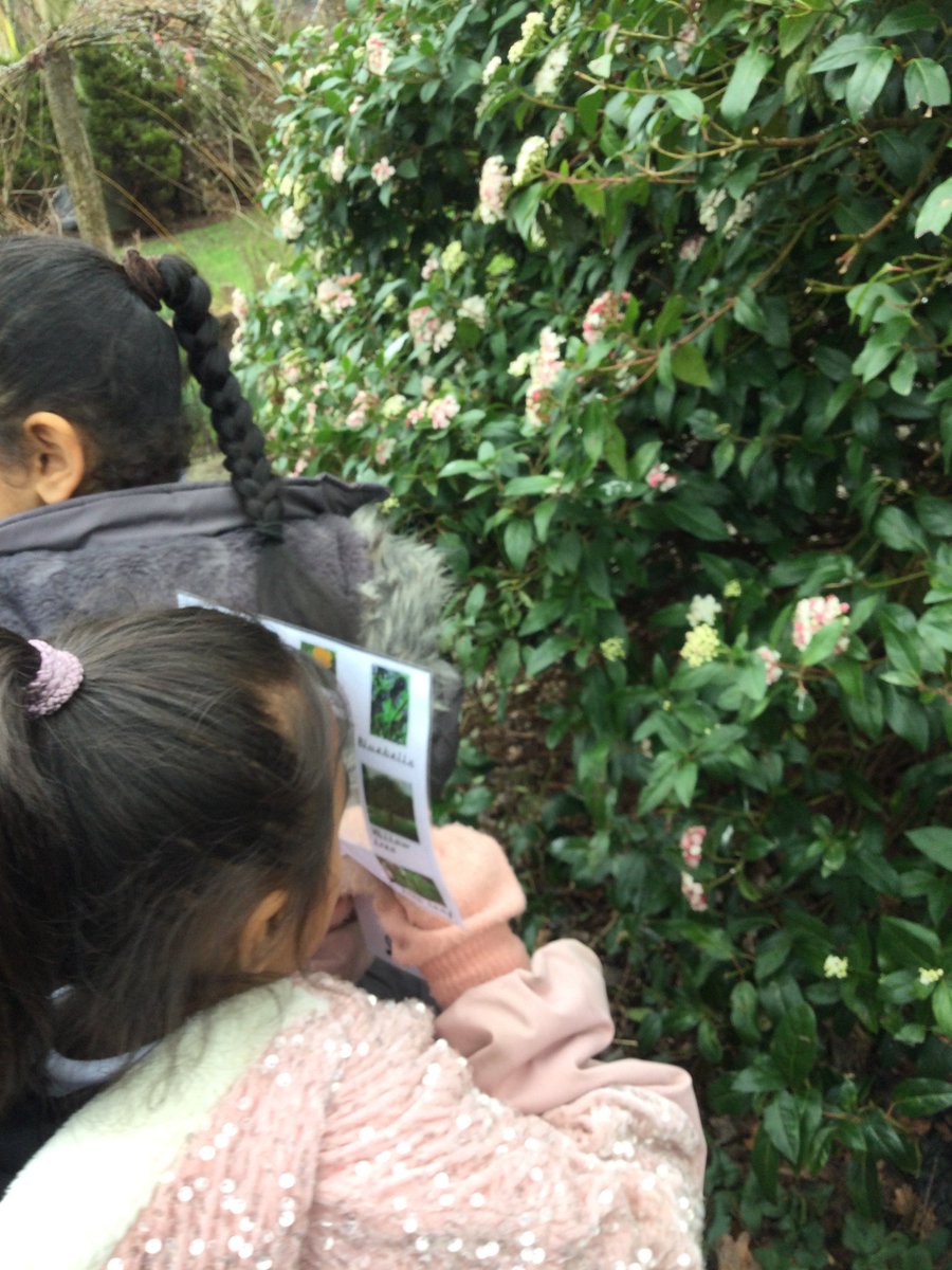 ECS_Keighley's tweet photo. Y1 are investigating different types of plants and trees in science. We noticed that oak trees are deciduous because we found dead oak tree leaves on the ground. #KS1cience #investigating #experientiallearning #identifyingandclassifying #observation https://t.co/MgHxEkq9bC