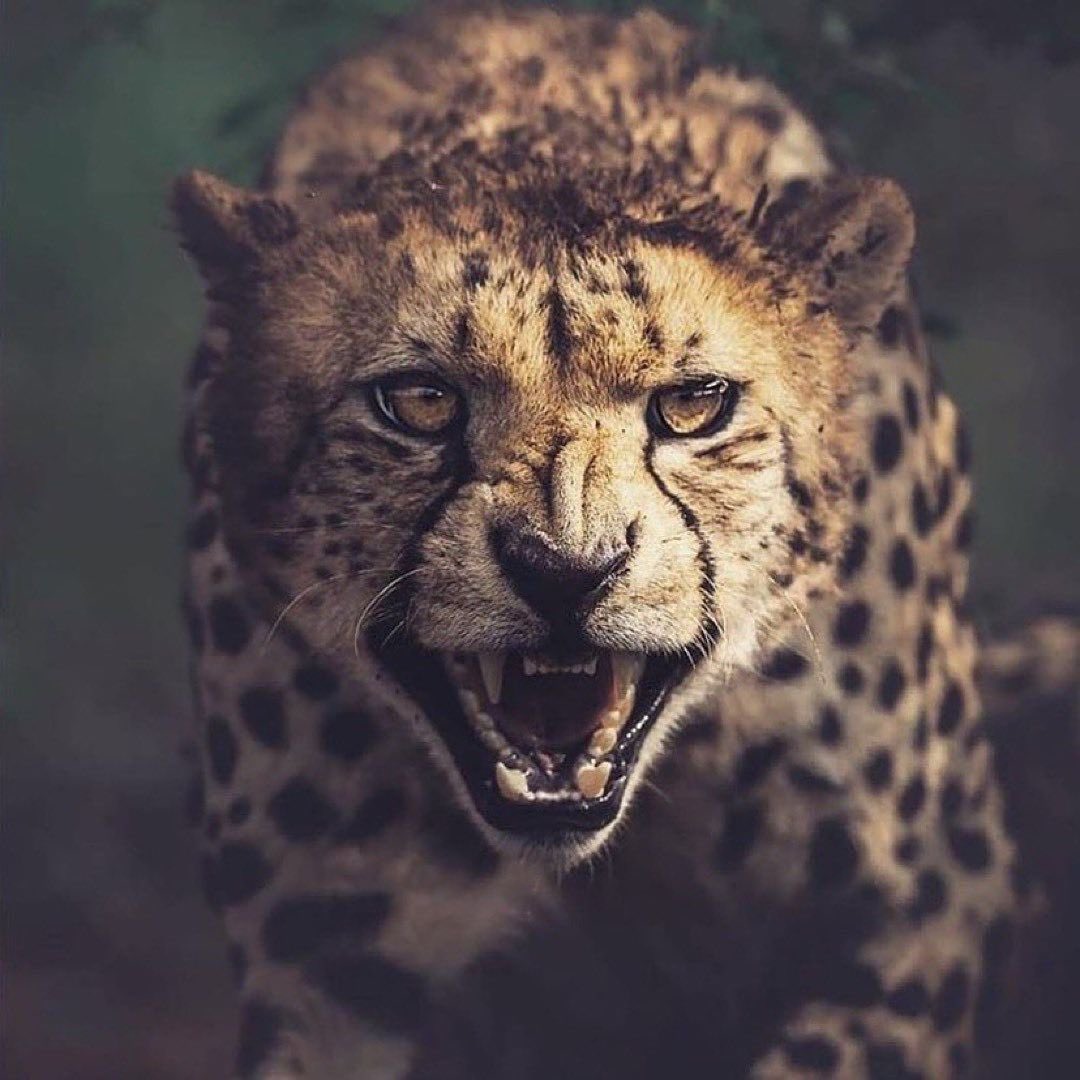 CoachdjCheetah's tweet photo. #CheetahLaw You don’t have to tell people how hungry you are. Your effort, work ethic, commitment, level of discipline and willingness to sacrifice is a clear display of how much you want to succeed. #Ap2w https://t.co/Wq1QMBFeaU