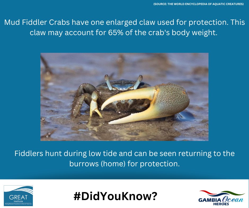 Gambia Ocean Heroes (@gambiaoceanhero) on Twitter photo 2023-02-23 12:20:46 What do you know about Mud Fiddler Crabs?
#greatgambia #ocean #marinescience #conservation #marinbiodiversity #fiddlercrabs What do you know about Mud Fiddler Crabs?
#greatgambia #ocean #marinescience #conservation #marinbiodiversity #fiddlercrabs