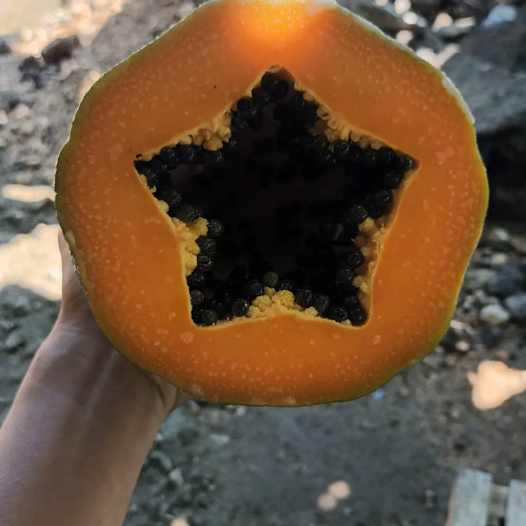 waynerjohn's tweet photo. "The sweet smell of freshly harvested papaya is a reminder that nature's bounty is always there to nourish us." https://t.co/OP9M8rea6d