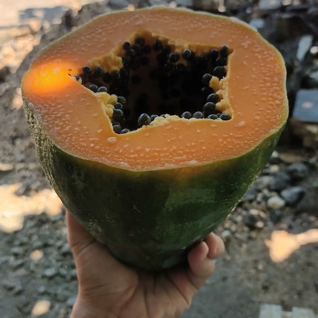 waynerjohn's tweet photo. "The sweet smell of freshly harvested papaya is a reminder that nature's bounty is always there to nourish us." https://t.co/OP9M8rea6d