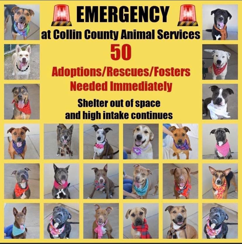 If you live in the Dallas area, please consider adopting or fostering one of these dogs. The shelter in McKinney is full and therefore all of these dogs are at risk of being euthanized VERY soon. I wish I could do more but I already have 6 pets 😞 PLEASE SHARE