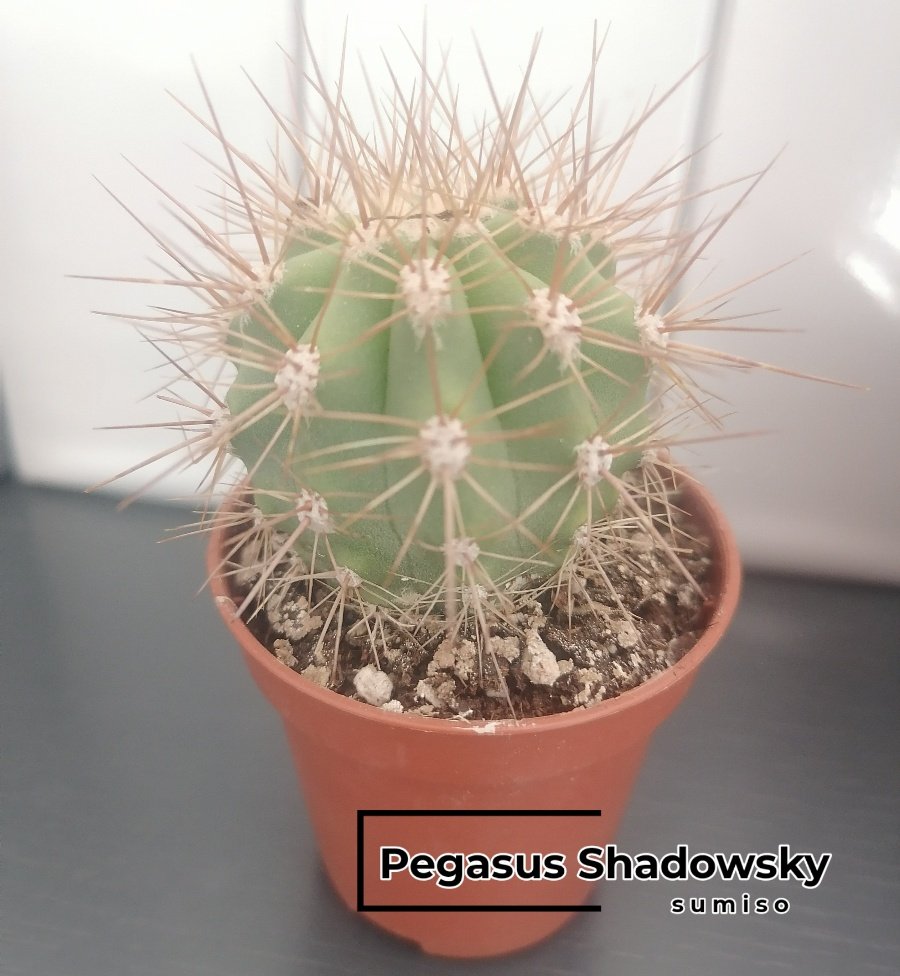 Regalo de mi Ama, dice que tiene que darme las instrucciones de uso, entiendo que serán los cuidados que necesita la planta.