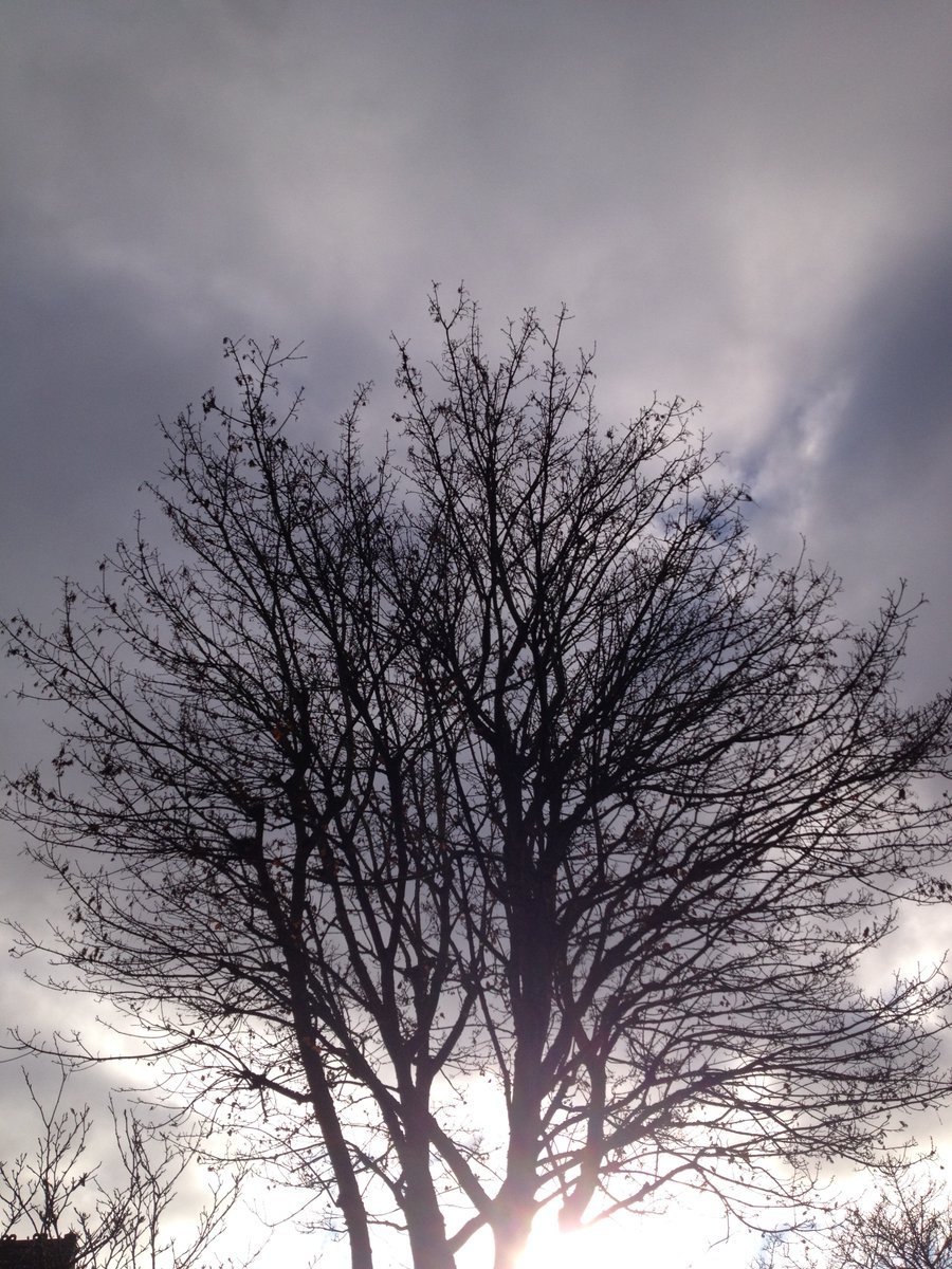 AMinhall's tweet photo. Hoping that my favourite tree is beginning to stir ..
#Spring
Welcome to Thursday afternoon on @ClassicFM
12pm-4pm
#YourRequests
#YourDedications
#HallOfFameTripleBillAt3 https://t.co/GLLlErCF7Y