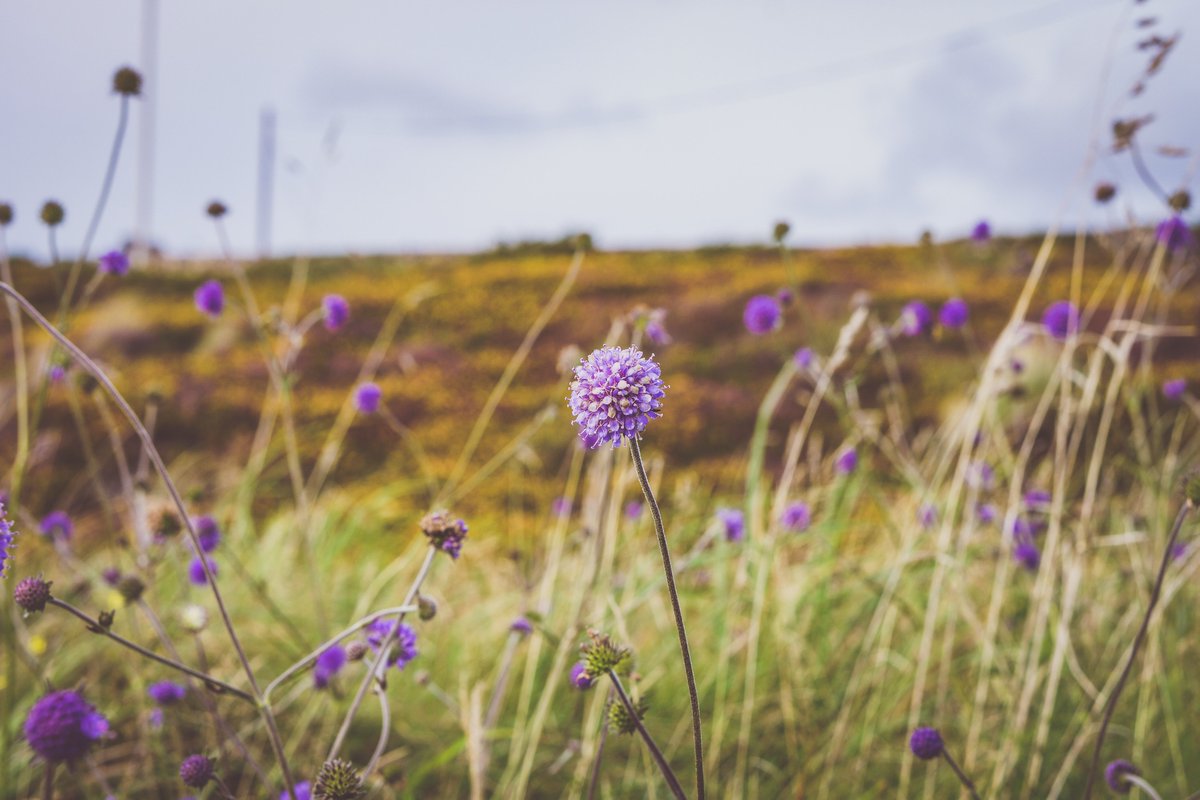 DeptHousingIRL's tweet photo. We are Hiring! 2 Community Engagement Officers to the LIFE on Machair project: one full time in West Connacht (Galway and Mayo), where the majority of LIFE on Machair sites are located, and a second part-time (50%) Community Engagement Officer, in NW Donegal #jobfairy https://t.co/V4lJeOlELs