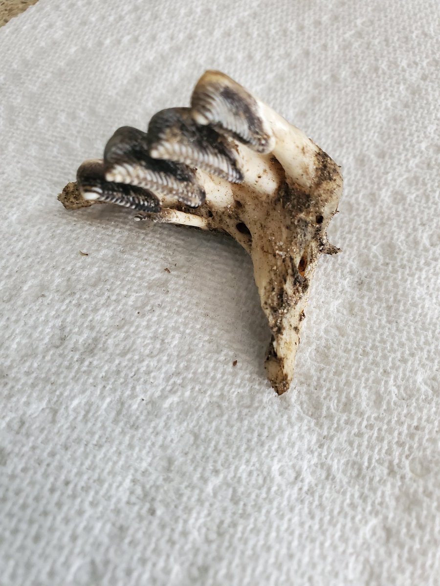 JulieAReece's tweet photo. Anyone know what this bone is? Found by the bank of a small, fresh water lake in Georgia. https://t.co/h2nS5Lpm1C