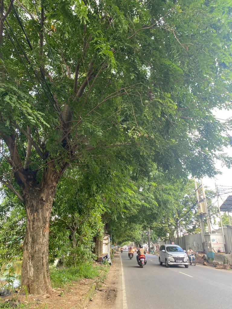 igsayu_'s tweet photo. Pak @mas_triadhianto, saya bertanya kepada petugas pemotong pohon, apakah benar rencana pohon2 rindang di Jl.Perjuangan akan ditebang habis seperti ini? apakah bisa hanya dirapihkan beberapa bagian saja? netizen @txtdrbekasi akan kehilangan keteduhan jalan tersebut nih pak. ☹️ https://t.co/hISlVJGWCg