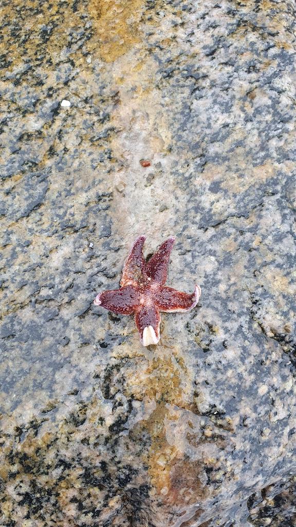 Our first ever Starfish 💫