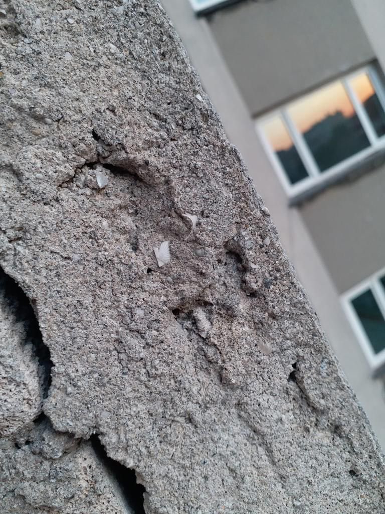 Çapa Tıp Fakültesi çok katlı monoblok, çocuk acil ve diğer binalar... 2013'te deprem analizi yapıldı. YÜKSEK RİSKLİ çıktı. 10 yıl geçti aradan... Hala kullanılmaya devam ediliyor.