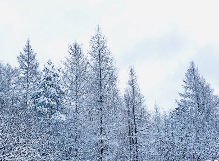 MindenTimes tweet media