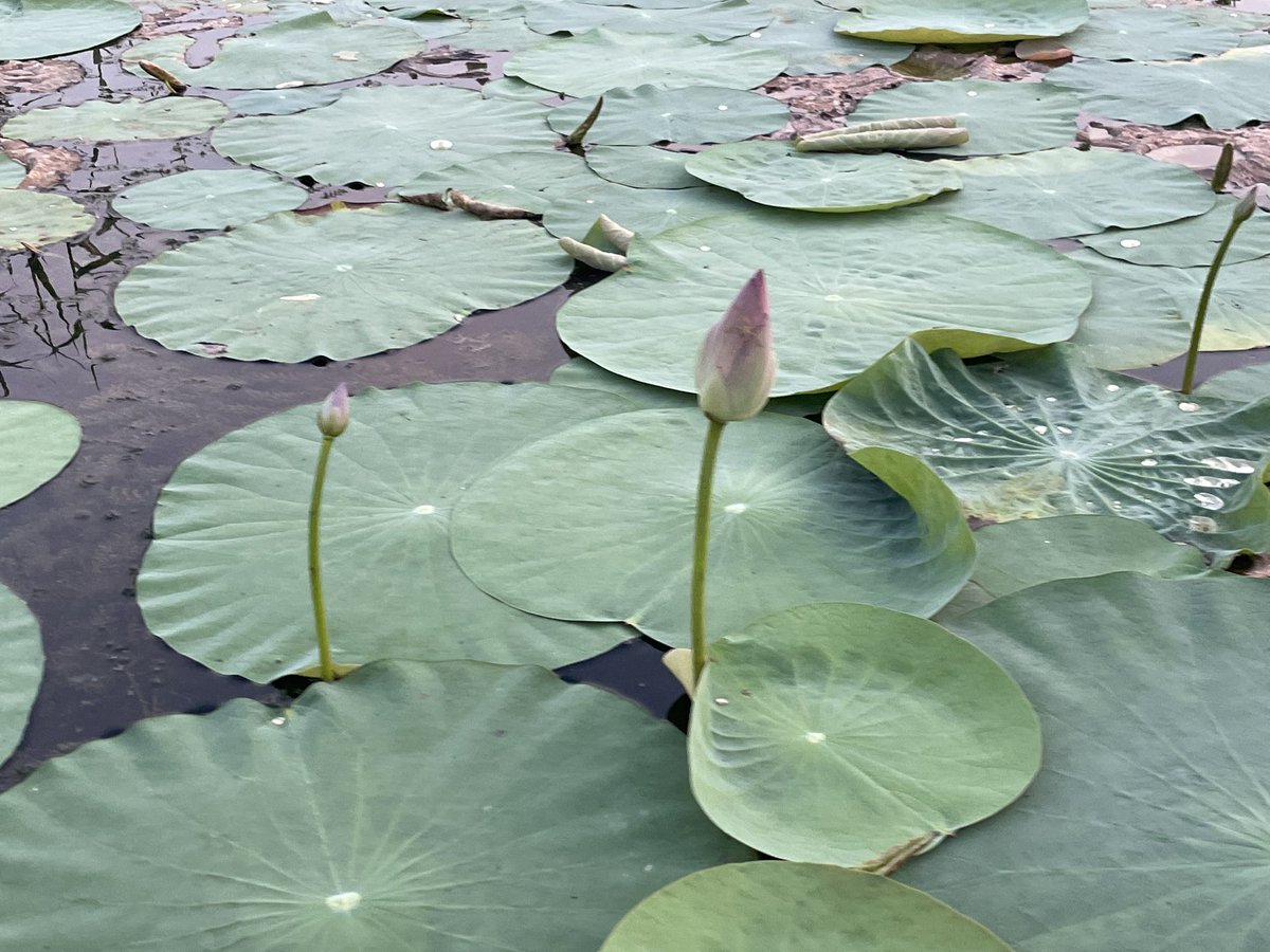 KamalKkt84's tweet photo. #WRDPhotoContest #Kanwar lake @WRD_Bihar https://t.co/MGlcKCwzjt