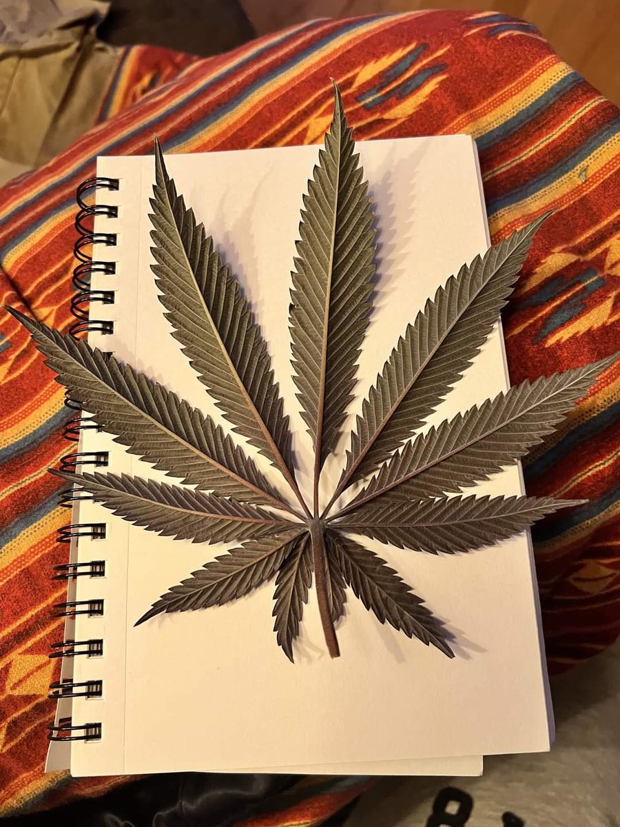 420guyproducts's tweet photo. #420guyproducts #Theofficial420guy https://t.co/cUCYWgwVNV