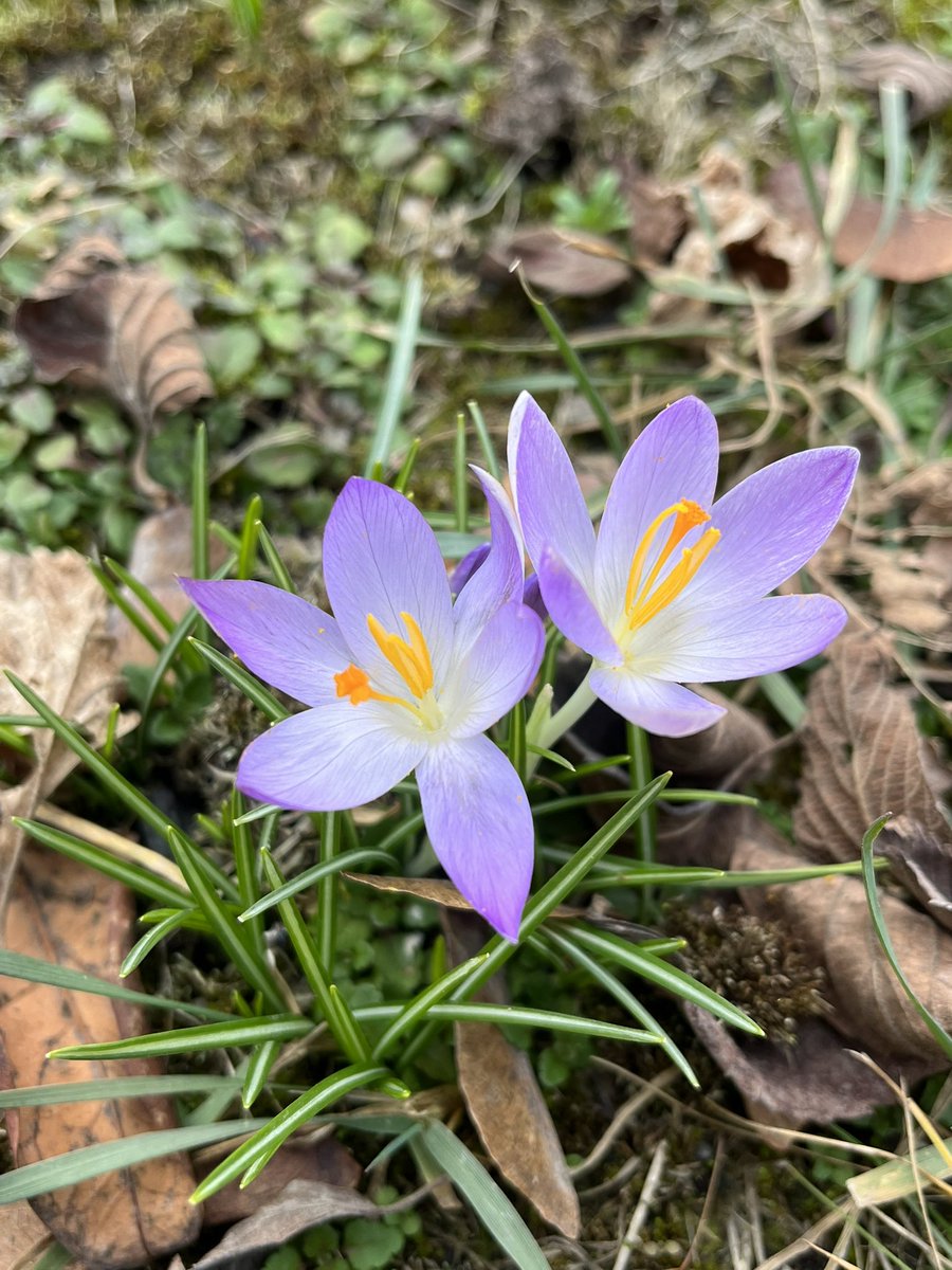 thismiaguy's tweet photo. It's that time of the year when #teambulb wins over #teammycoheterotrophs😁
Selection of #Crocus from @upol campus. (And yes I know that Crocus has #corm😇). https://t.co/fAEP9R3sew