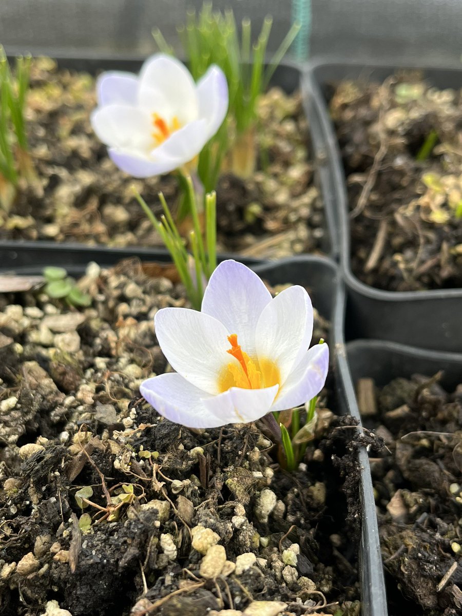 thismiaguy's tweet photo. It's that time of the year when #teambulb wins over #teammycoheterotrophs😁
Selection of #Crocus from @upol campus. (And yes I know that Crocus has #corm😇). https://t.co/fAEP9R3sew