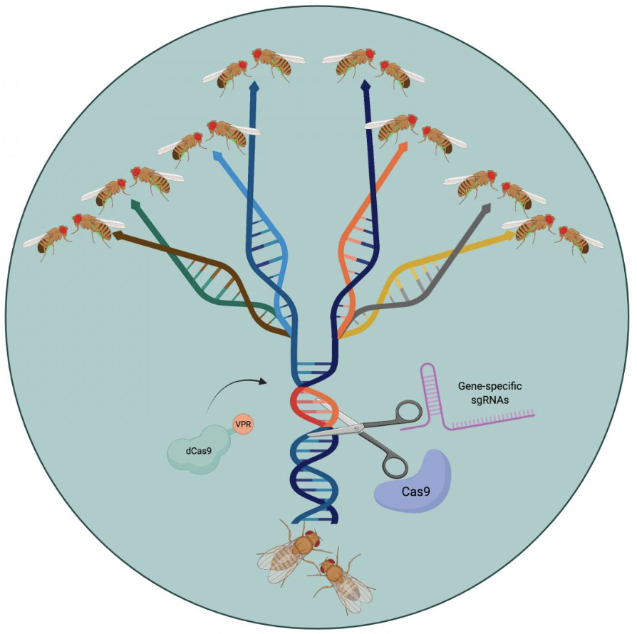 Omar_Akbari_'s tweet photo. Using CRISPR to engineer SPECIES is really quite amazing. Just re-posting in case this was missed. Exceptional work by @Lacie414 @buchman_anna @IsaiahShriner @MarshallJohnM 
https://t.co/rIUl9so04K 
 Watch the video here: 
https://t.co/2EGF4bLT4m https://t.co/PVeamxjV4v