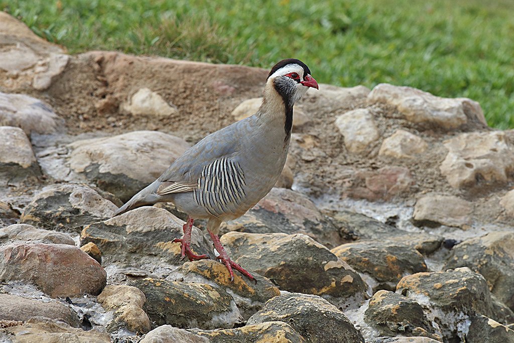 We are pleased to announce our new tour to Saudi Arabia in collaboration with OSME to raise funds for their excellent conservation work birdfinders.co.uk/tours/saudi-ar…