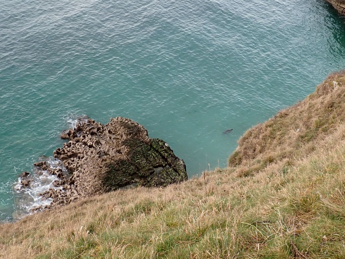 anturnatur's tweet photo. The school group fed back that they had enjoyed seeing the animals and the relaxing walk #wellbeingwalk #greatormegoats #seals #sheep #visitconwy
Wnaeth y disgyblion Sbaeneg mwynhau gweld yr anifeiliaid ar y #gogarth a'r dro hamddenol #iechydmeddwl #lles @TrinityLCUK #croesocymru https://t.co/PVrfDebymf