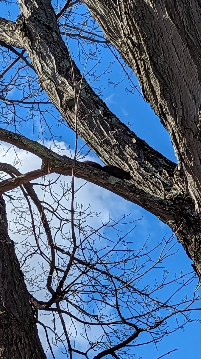 ambernicole404's tweet image. The #melanistic #squirrel is back! The battle for our 130 year old tree, named Harold, is on! Every spring many squirrels come to our yard and battle it out. Will they stick around?

#backyardscience #science #rodent #blueskies #mapletree #almostspring #trees