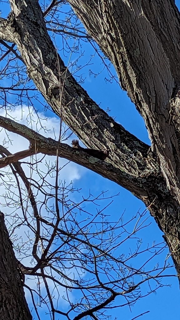 ambernicole404's tweet image. The #melanistic #squirrel is back! The battle for our 130 year old tree, named Harold, is on! Every spring many squirrels come to our yard and battle it out. Will they stick around?

#backyardscience #science #rodent #blueskies #mapletree #almostspring #trees