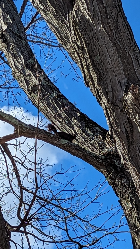 ambernicole404's tweet image. The #melanistic #squirrel is back! The battle for our 130 year old tree, named Harold, is on! Every spring many squirrels come to our yard and battle it out. Will they stick around?

#backyardscience #science #rodent #blueskies #mapletree #almostspring #trees