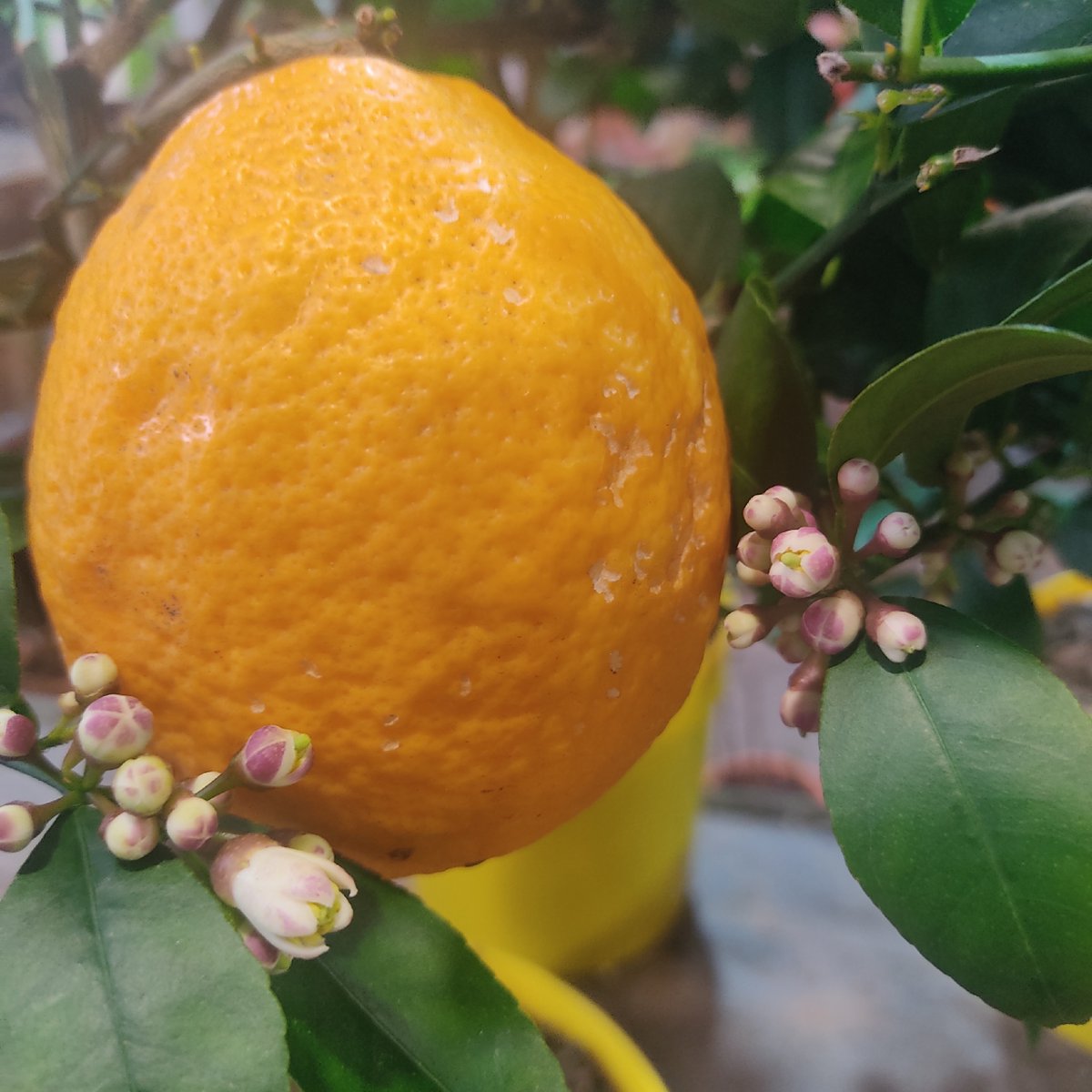 citrus_mix_exotica (@MixExotica) / Posts / X