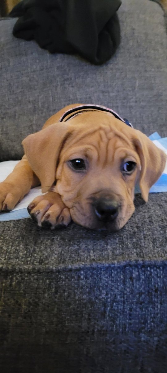 Lunchiepoo89's tweet photo. @AluraJenson meet Peach, 8 week old Bulldog sharpei mix https://t.co/vtJNndmzss