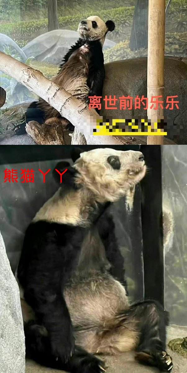pandabearwhite's tweet photo. Panda in America , Panda in Japan，Panda in China https://t.co/Nz32A9kozT