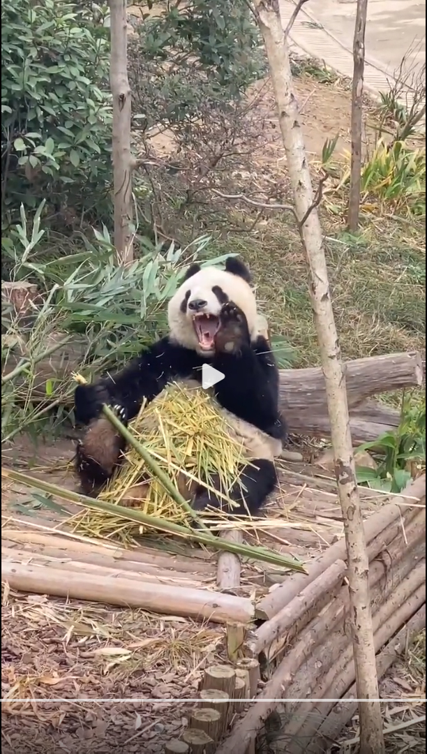 pandabearwhite's tweet photo. Panda in America , Panda in Japan，Panda in China https://t.co/Nz32A9kozT