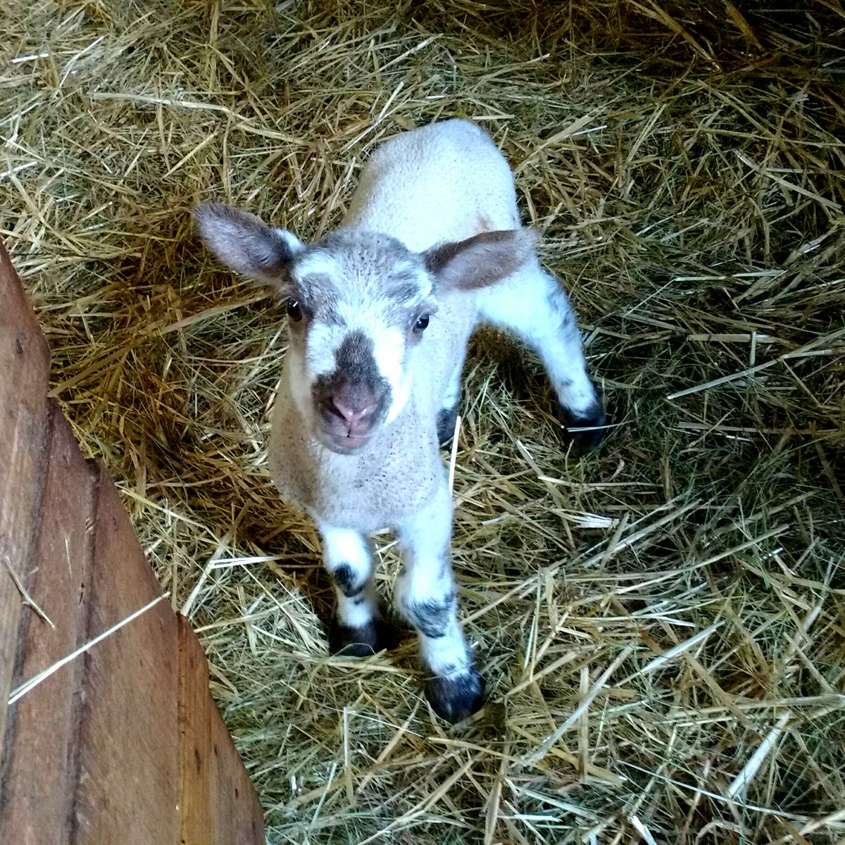 Hello folks! Just a smiley face to cheer you all up today! #sheep #lambs #smallholding #onthefarm