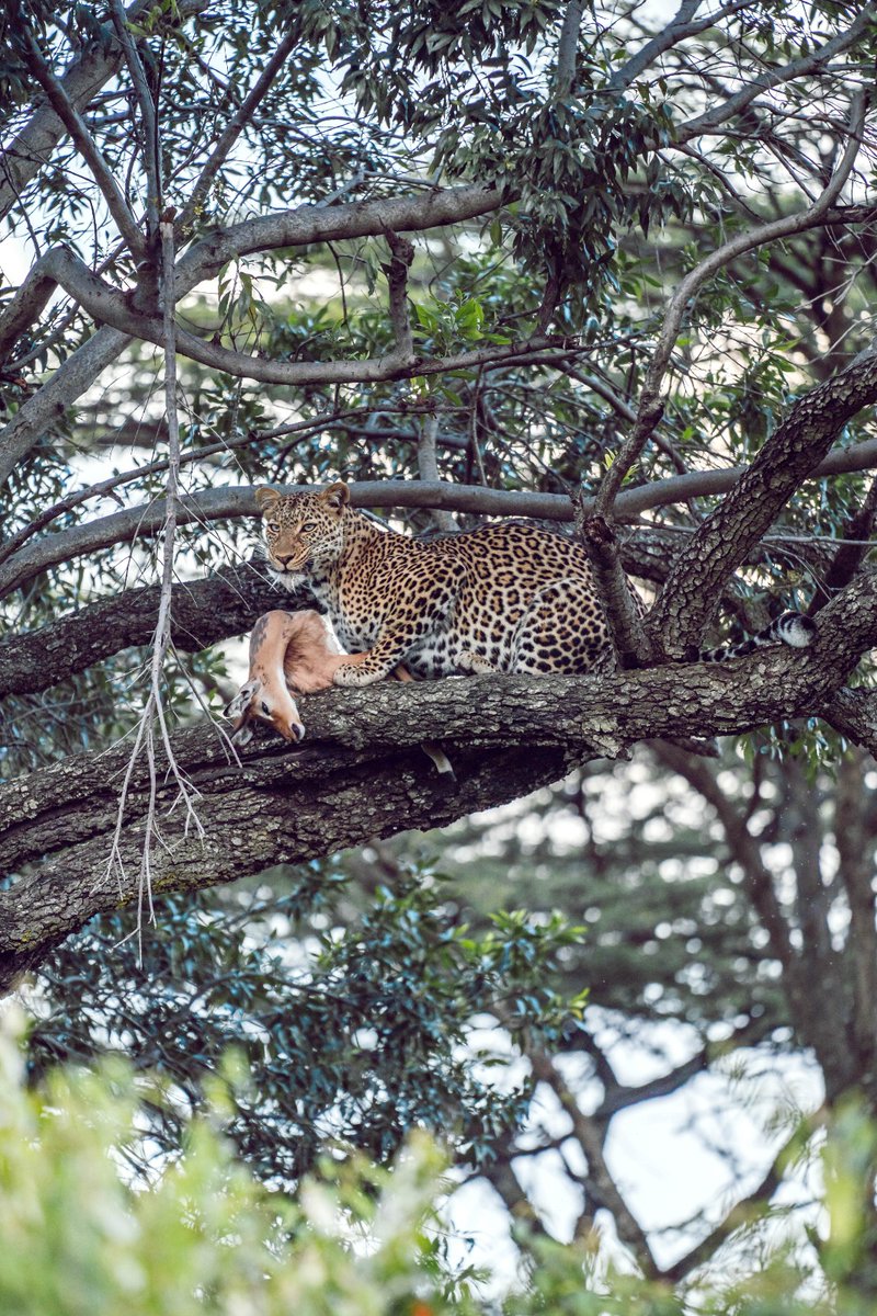 OlareMara's tweet photo. Enjoy astonishing views of wildlife during your daily game drives.

Did you know leopards use trees as a safe haven and food storage point? It protects the carcass aganist scavengers and allows a few days of undisturbed feeding.

#OlareMaraKempinski #OlareMaraGameDrive https://t.co/mUKMcflc80