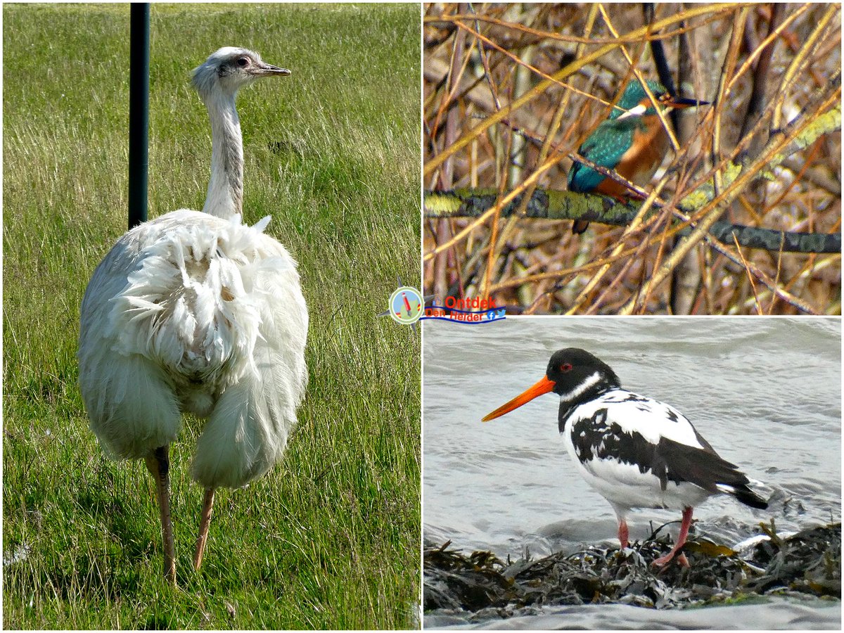 ontdekdenhelder's tweet photo. #vreemde #vogels zijn vogels die #oorspronkelijk niet in een bepaald #gebied voorkomen of een #afwijkend verenkleed hebben - witte #emoe (#weiland in #Noord_Holland) - #IJsvogel en een #leucistische #scholekster - #DenHelder #birds #emu #Kingfisher #leucistic_oystercatcher https://t.co/7hTcsT6m4R