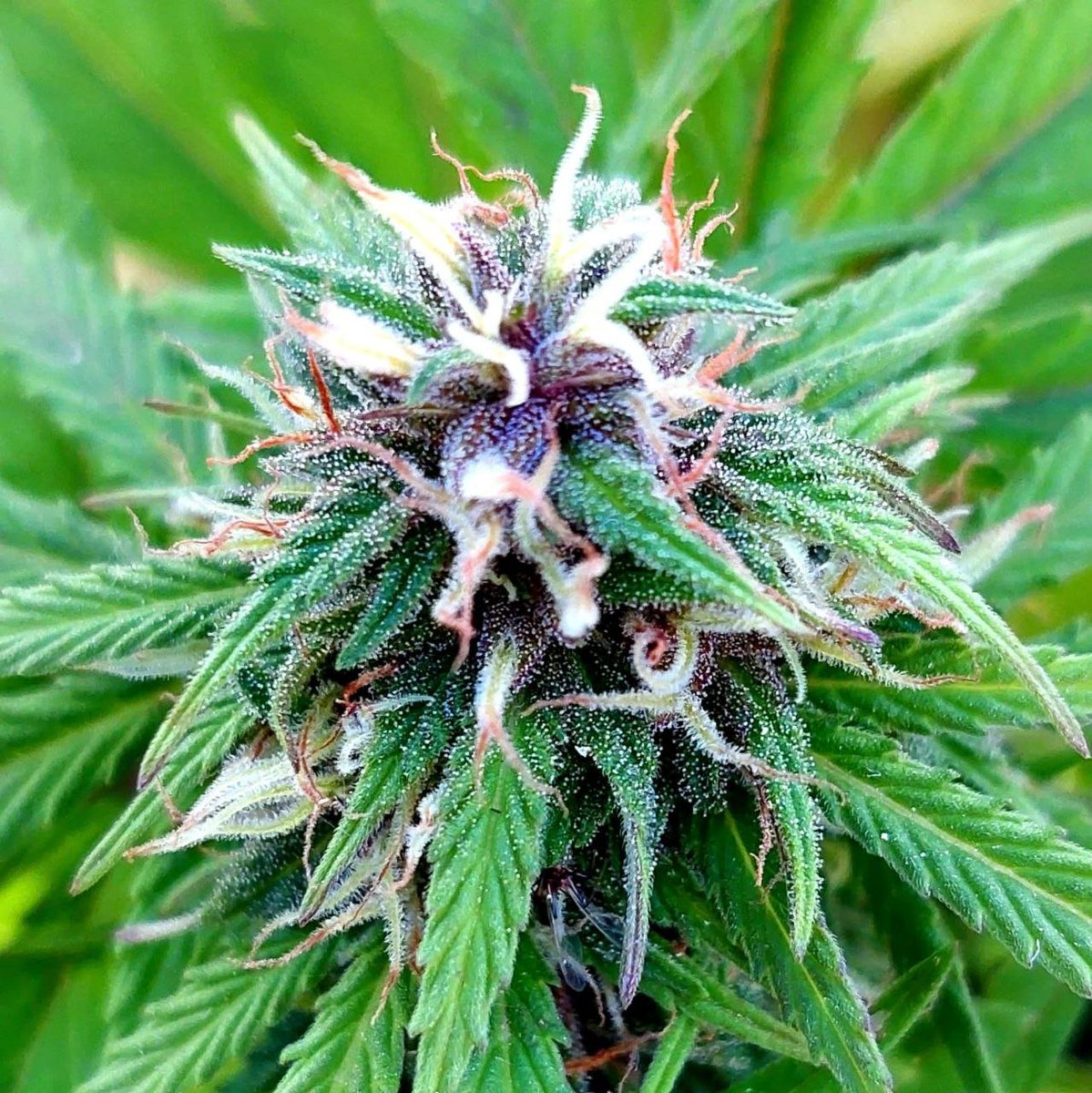 elriquigenetics's tweet image. 🛸URITORCO 👽x 
@elriquigenetics
 
#autofloreciente #CannabisCommunity #cannabisculture #cannabisindustry #sativa #indicaflower #indica #chernobyl #gorilaglue