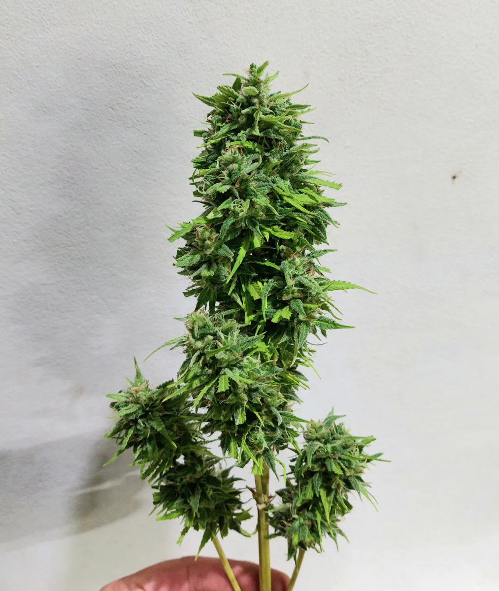 elriquigenetics's tweet image. 🛸URITORCO 👽x 
@elriquigenetics
 
#autofloreciente #CannabisCommunity #cannabisculture #cannabisindustry #sativa #indicaflower #indica #chernobyl #gorilaglue