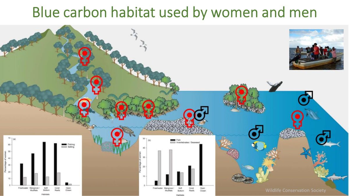 StevenJLutz's tweet photo. #BlueCarbon &amp; gender highlighted as potential socioeconomic impact from carbon market projects -  @The_IPBC workshop, @IocUnesco, @GRIDArendal https://t.co/xgnEpq1PRB
