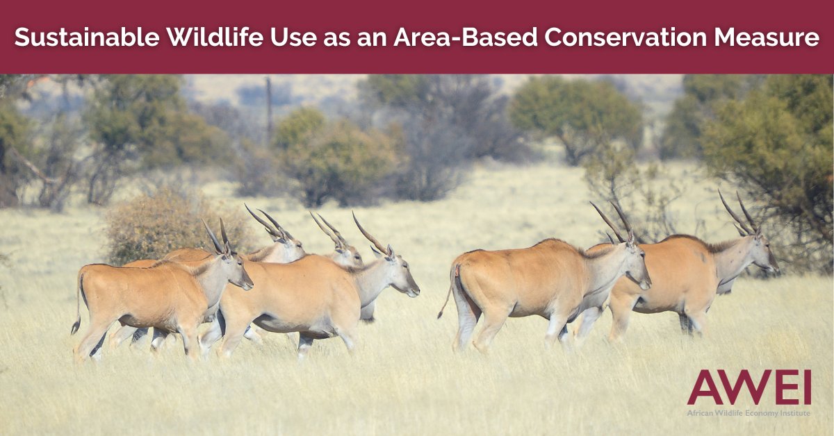 The Global Biodiversity Framework adopted at CBD COP15 recognises the crucial link between the sustainable use of wild species and conserving areas. 

AWEI Director, @FrancisVorhies shares more: www0.sun.ac.za/awei/posts/sus…

#WildlifeEconomy