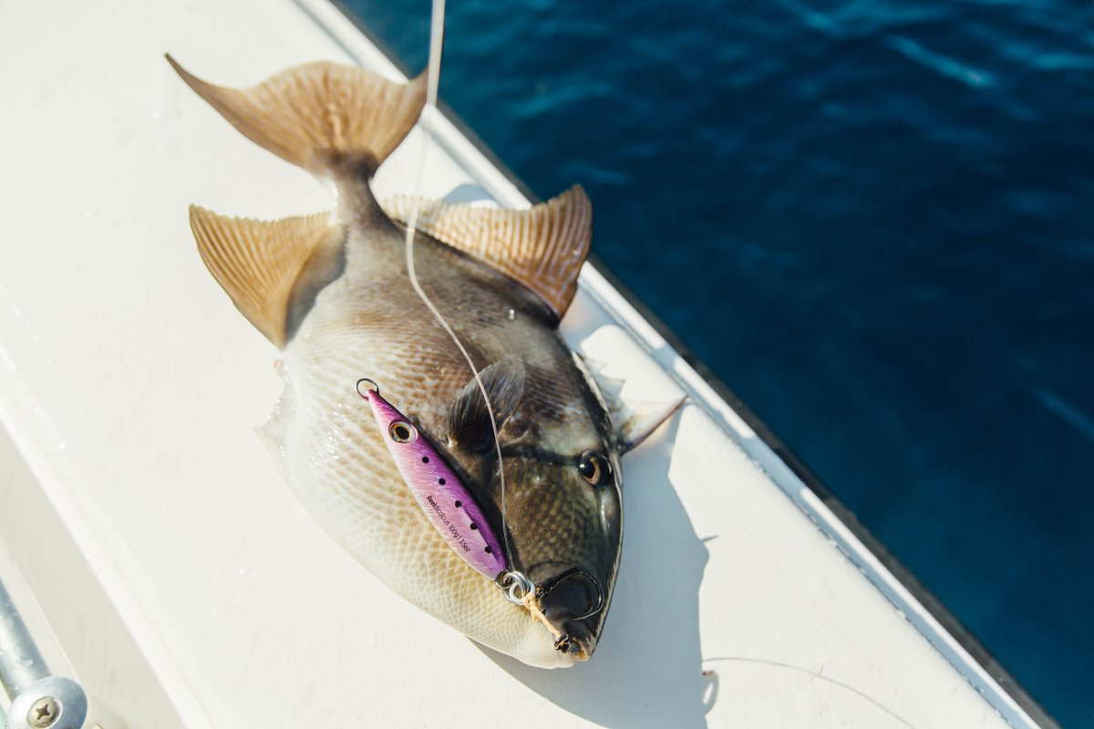 Trigger on the purple smoker!