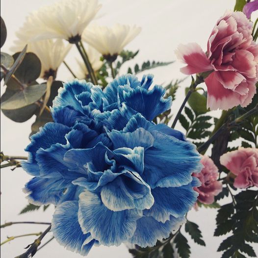 Lindakx947's tweet photo. LINDA'S THOUGHT OF THE DAY:
Be somebody who makes everybody feel like a somebody. #wordstoshare #wordstoliveby
❤️👍❤️😊❤️🎶❤️
#flowers #snowbackdrop https://t.co/TC2dNvVFcJ