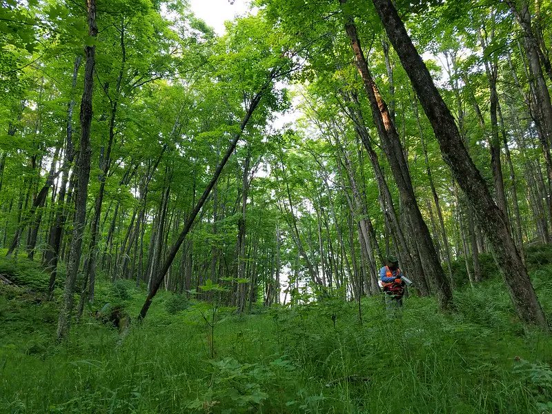 Great Lakes area ecologists - NEON is hiring seasonal field technicians! 
At our sites in WI and MI, we're collecting data the northern pine and hardwood forests. Be a part of this effort and gain experience!
Lead: buff.ly/3HnlOjV 
TFT openings: buff.ly/3WXx2l2