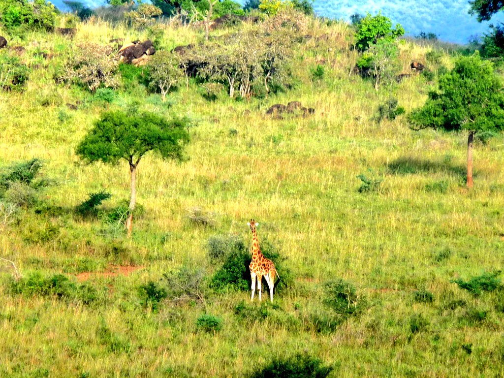 #365DaysOfFieldwork: a picture showing the remote Kidepo savanna and a giraffe. This is one of the sites where we've conducted fieldwork on medicinal plants in the past! #exploration #ethnopharmacology #ethnobotany #medicinalplants #INPST