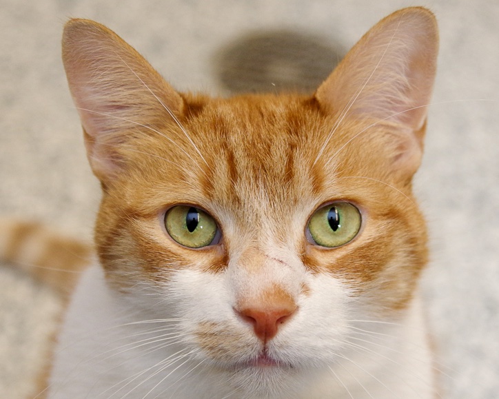ScituateAnimalSheltr (@ScituateAnimalS) / Twitter ScituateAnimalSheltr (@ScituateAnimalS) / Twitter