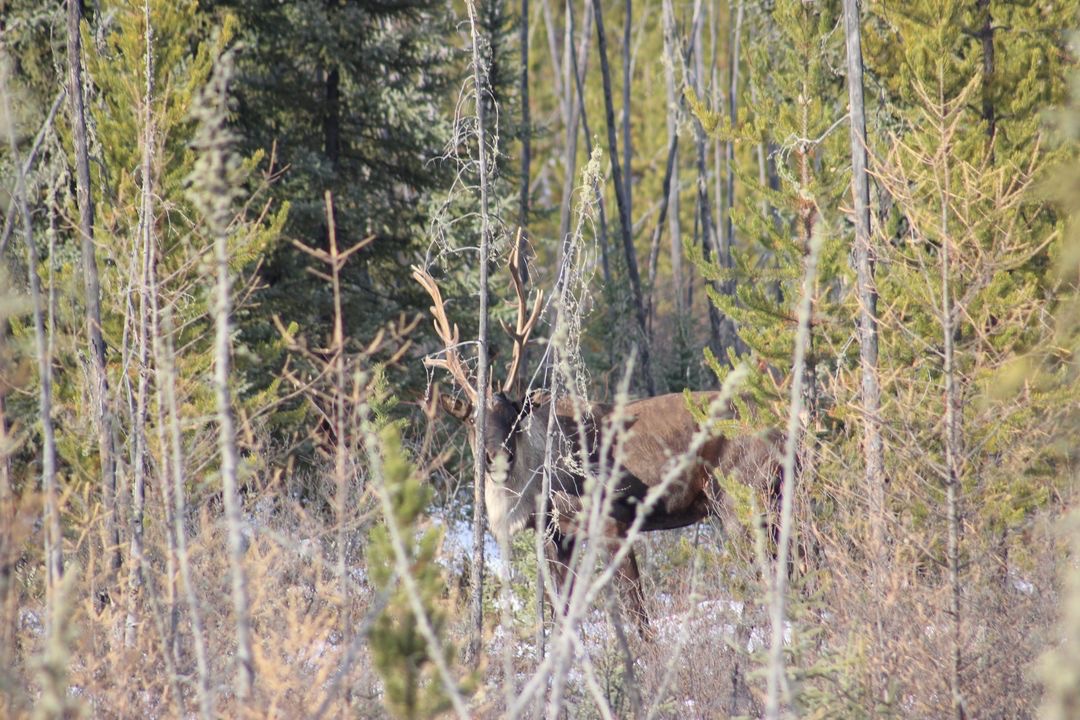 FuseKnowledge's tweet photo. #ThrowBackThursday • How Will We Recover Boreal Caribou in Alberta, and Why? In this throwback to one of our first blogs, learn how restoring linear features in Alberta’s forests could contribute to their recovery.
See Infographic: https://t.co/FURMzT7zvM

#tbt #fuseconsulting https://t.co/fmkSdOYagK