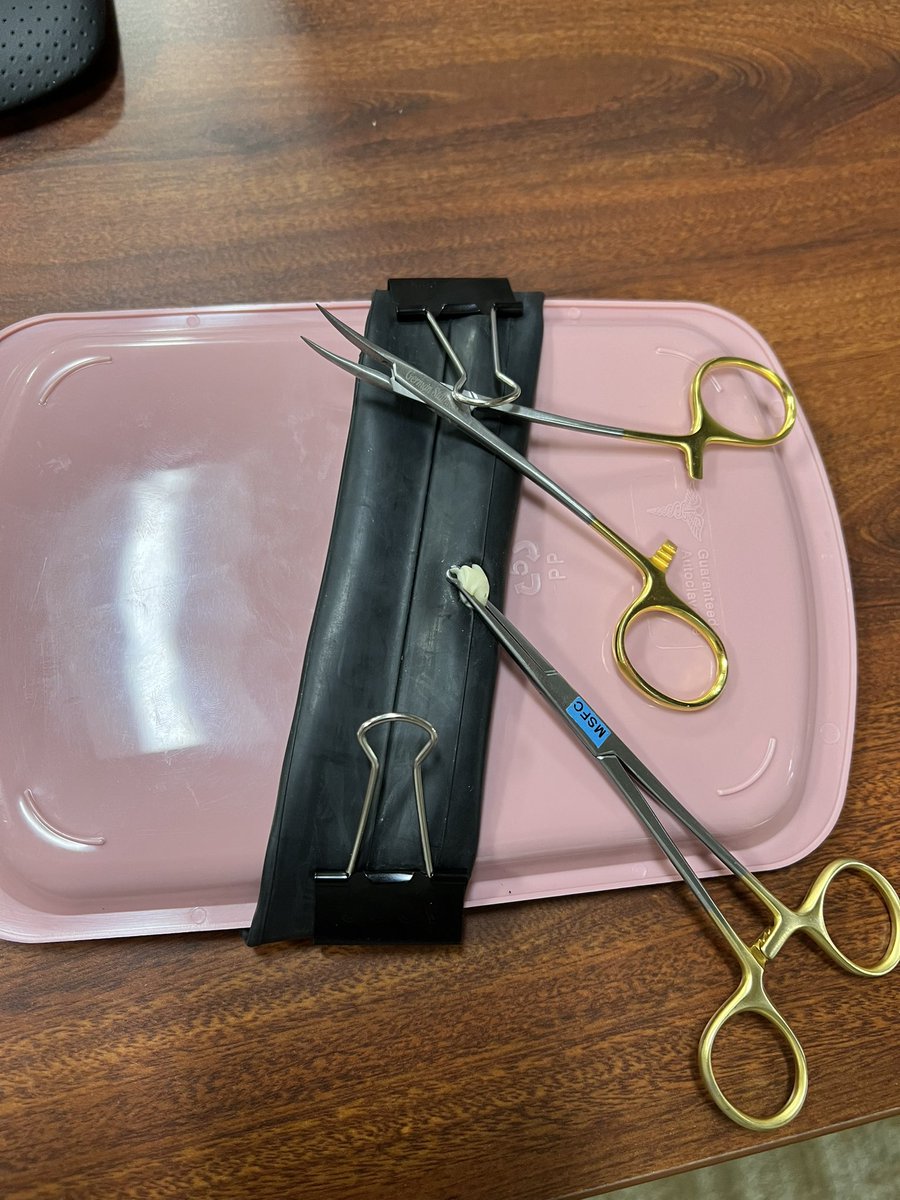 EmmaFenner's tweet photo. Had such a great turnout for our no scalpel vasectomy lab hosted with the help of @MSFC! It was so great to be able to integrate urology into a discussion about reproductive health - birth control is for men too! #urologymatch #match2024 #urosomd https://t.co/V9ddWdNkjY