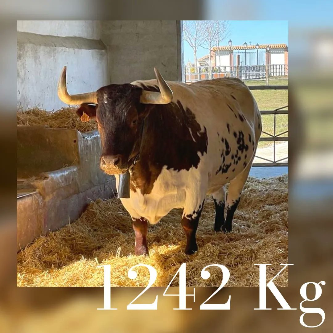 terrabuey's tweet photo. Este impresionante ejemplar de buey berrendo en colorado ha pesado en vida nada menos que 1242Kg. Dentro de muy poco podréis disfrutarlo en La Brasería de Cuéllar ¡ No te quedes sin probarlo! 🥩
#terrabuey #bueyes #buey #berrendo #labraseriadecuellar #carnedebuey https://t.co/pv8yy4ZXod