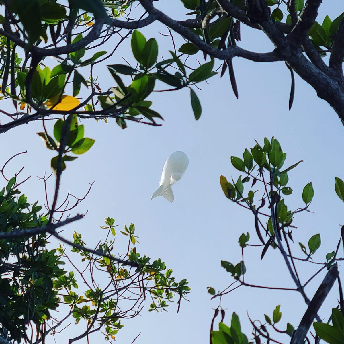 UpTheKeys's tweet image. I see you, Fat Albert, I see you too 
🌱👀🌿

Learn about the Florida Keys, the history and ecology of this beautiful chain of islands, and hear some interesting stories when you hop on our road-trip style tours.
.
.
.
.
#blimp #cudjoekey #flkeys #floridakeystours #upthekeys