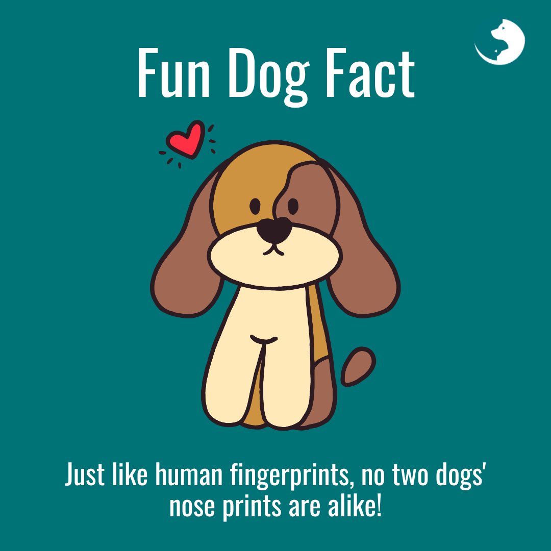 Fun fact of the day 🐶🐾 #dogfact